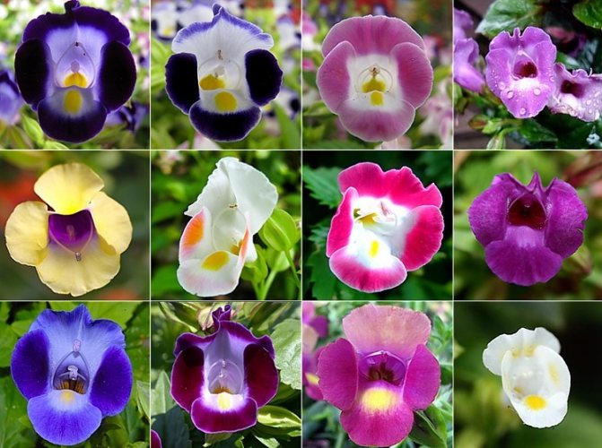 12 снимки на цветя с различни цветове
