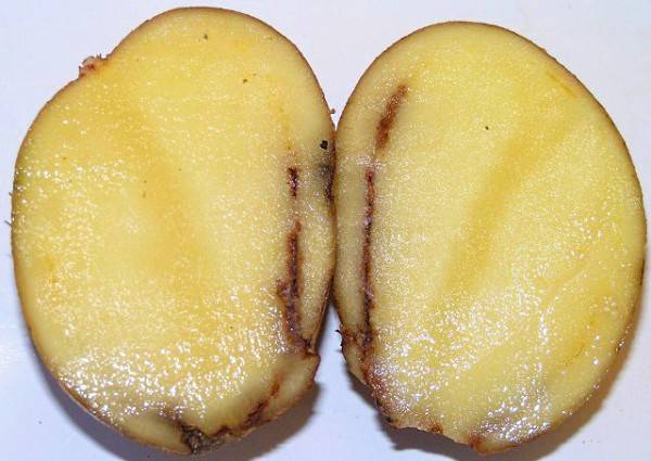درنات البطاطس على فائدة الفطريات التي تنمو يجب حفظ