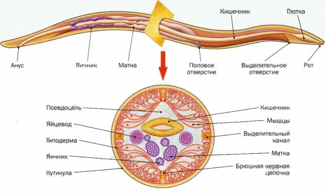 човешки кръгъл червей - симптоми и лечение