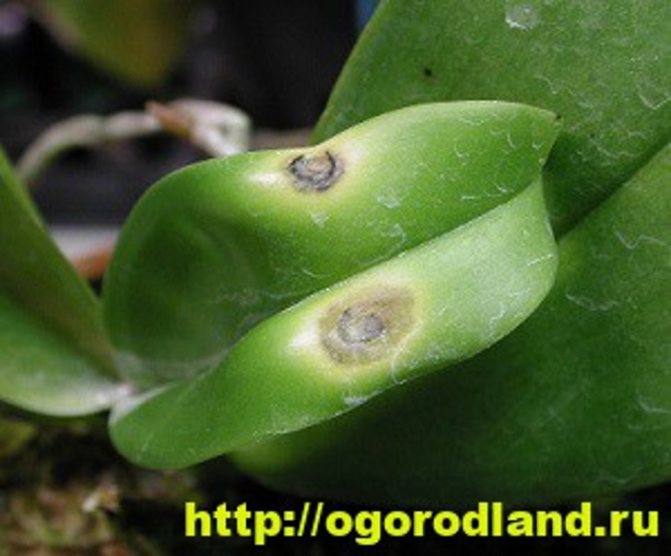Бактериални петна по листата на орхидеите