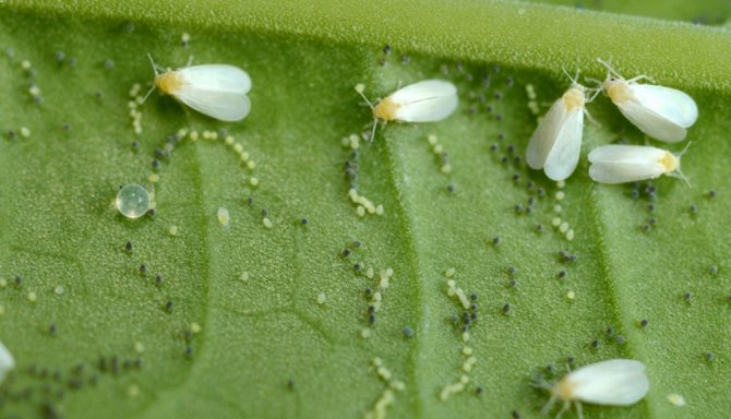 бели мушици в стайни растения