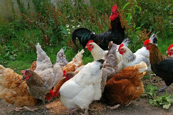 тревожност на пилетата