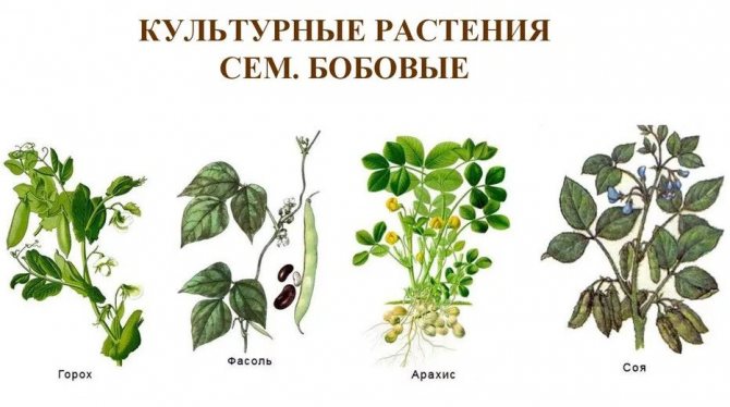 Бобови растения