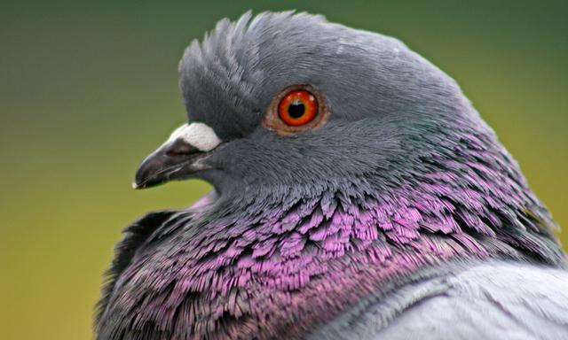 заболявания на гълъбите и тяхното лечение с народни средства