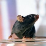 Борба с мишките правила и тайни