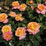 Хибридни чаени рози - характеристики на засаждане и грижи