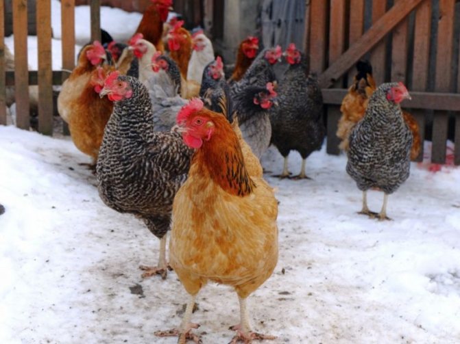 Как да храним пилета през зимата, за да снасят яйца