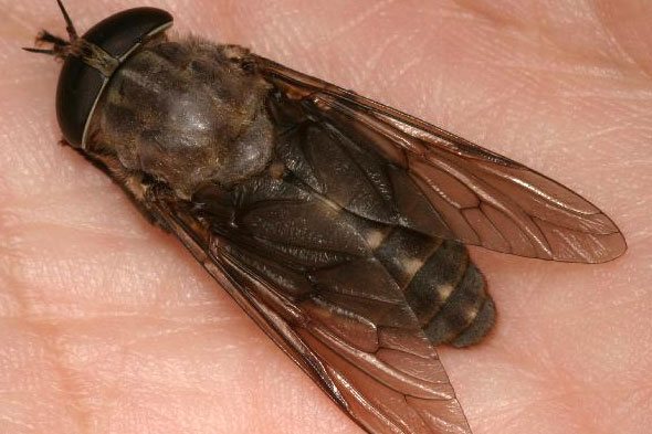 Каква е разликата между gadfly. Каква е разликата между конска муха и гадфлай, или е същите инфекции от насекоми, носени от конски мухи