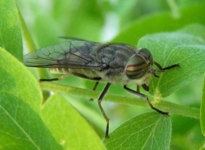 Каква е разликата между gadfly. Каква е разликата между конска муха и гадфлай, или е същите инфекции от насекоми, пренасяни от конски мухи