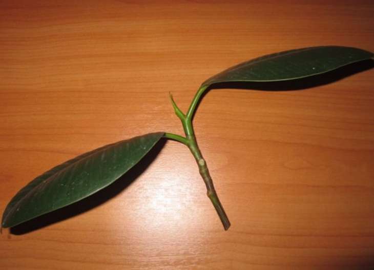 фикусова дръжка с две листа