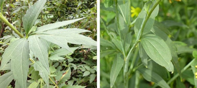 Чернооката Сузана рудбекия: сортове, отглеждане от семена, засаждане и грижи