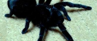 Черен тарантул от Южна Америка