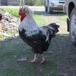 Какво представлява руската гребенеста порода пилета