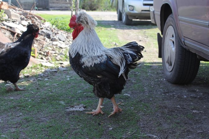 Какво представлява руската гребенеста порода пилета