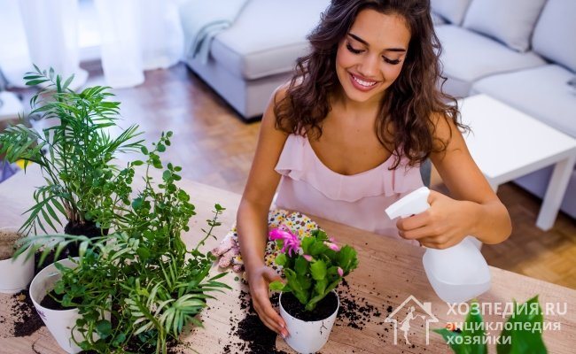 За да запазите стайните цветя, осигурете им подходяща грижа, редовно проверявайте вредителите навреме и периодично провеждайте превантивно лечение.