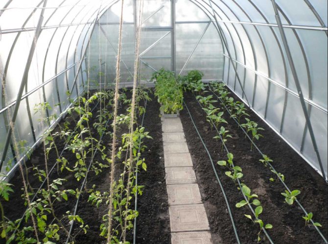 За да подобрите качеството на реколтата в оранжерията през есента, трябва да използвате висококачествена почва, да закупите автоматична напоителна система и да завържете растенията
