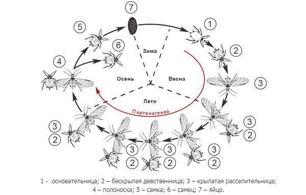 цикъл на развитие на зелевата листна въшка