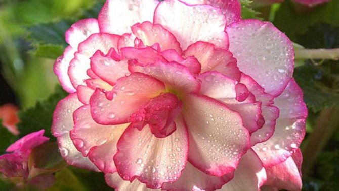زهرة بيجونيا مع قطرات الندى