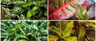 Croton цвете: домашни грижи, поливане, пресаждане и размножаване