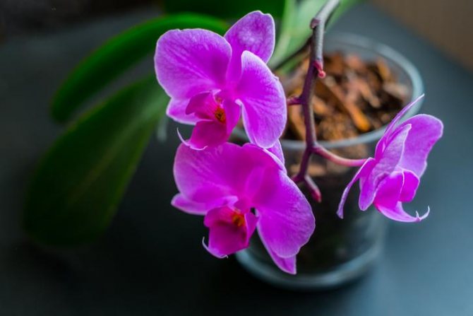 Цвете на орхидея