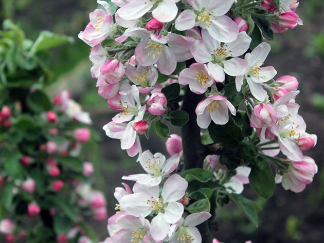 زهور التفاح العمودي