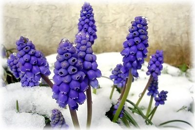 زهور تحت الثلج