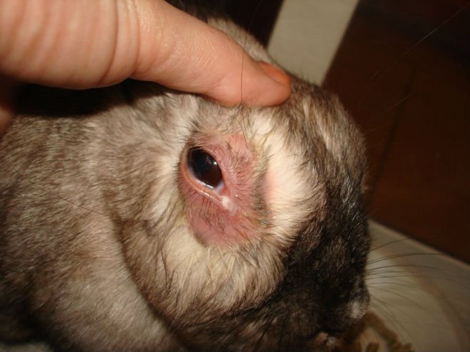 يشير التهاب كيس الدمع في الأرانب إلى أمراض الأنف أو الأسنان.