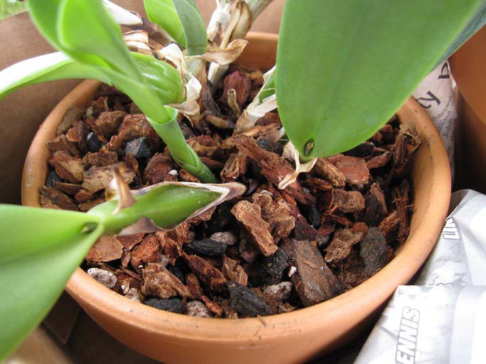 За закрити орхидеи, които изискват засилено хранене, смесите, които задължително включват въглища, торф и борова кора са най-подходящи.