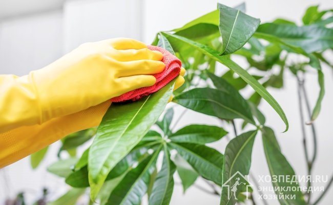 За механично отстраняване на листни въшки ежедневно избърсвайте листата с влажна гъба, отстранявайте засегнатите издънки и къпете цветята под течаща вода