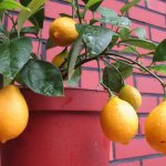 Домашни лимони