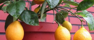 Домашни лимони