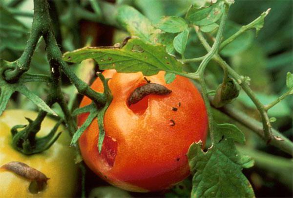ثقوب في الطماطم التي تؤلم وكيفية التعامل