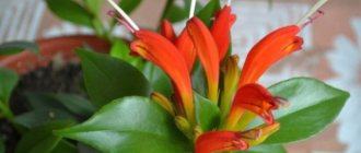 صور eschinanthus
