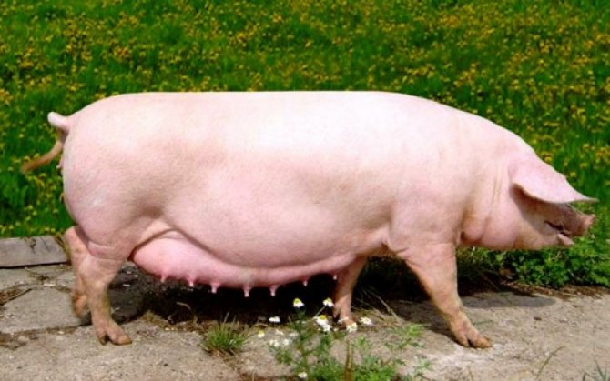 بفضل بشرتها ، يتم تسمين الخنازير الإستونية بسهولة إلى الحالة المرغوبة