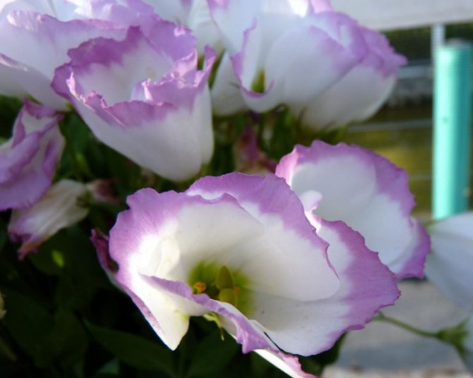 يوستوما كبيرة الأزهار (وردة يابانية أو عشبية) (يوستوما غراندفلوروم ، ليزيانثوس روسيليانوس)