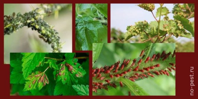 عوامل الخطر المرتبطة بعدوى المن النبات