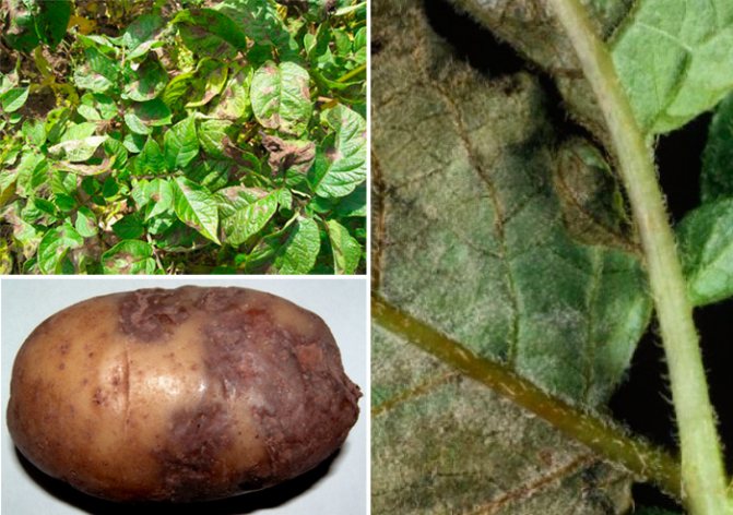 Phytophthora pada kentang: tanda-tanda penyakit dan pencegahan