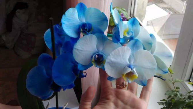 Синя орхидея у дома