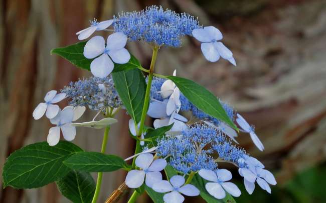 Hydrangea serrata Bluebird: описание със снимка, отглеждане, отглеждане и грижи