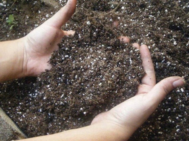 التربة لزراعة زهور البتونيا