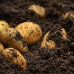 Характеристики на картофи Импала