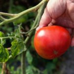 Характеристики на сорта домати Андреевски изненада