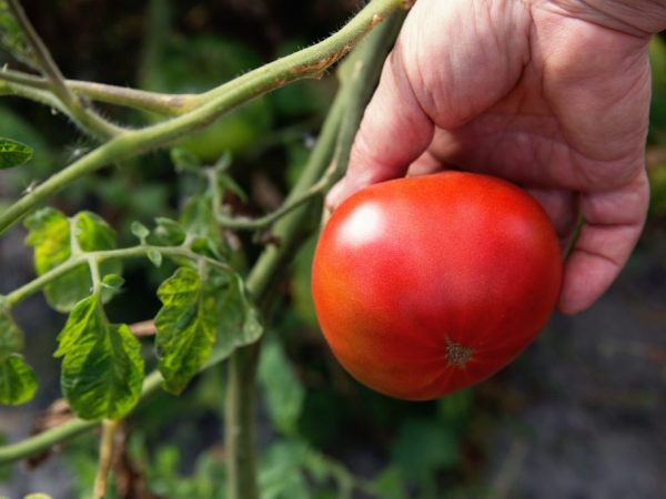 خصائص الطماطم المتنوعة مفاجأة Andreevsky