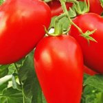 Характеристики на сорта домати Petrusha Ogorodnik