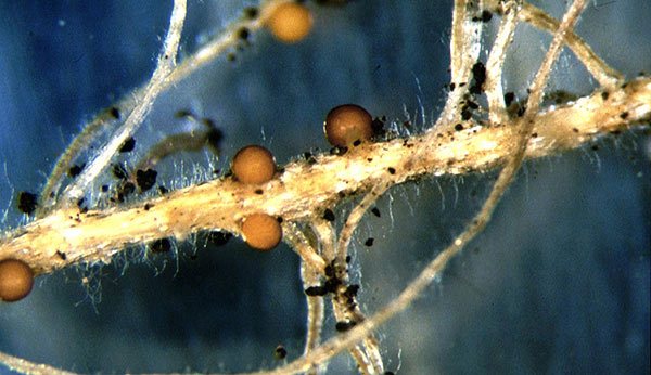 Химикалите засягат както червеите, така и кистите на почвата