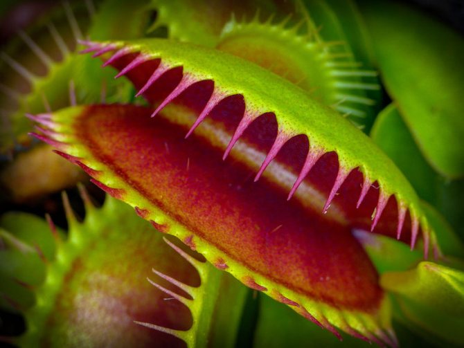 Месоядни растения - необикновен звяр сред флората
