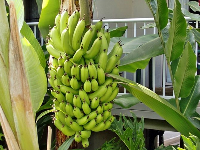 Ciri khas pokok pisang
