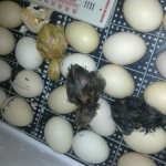 Инкубация на гъши яйца
