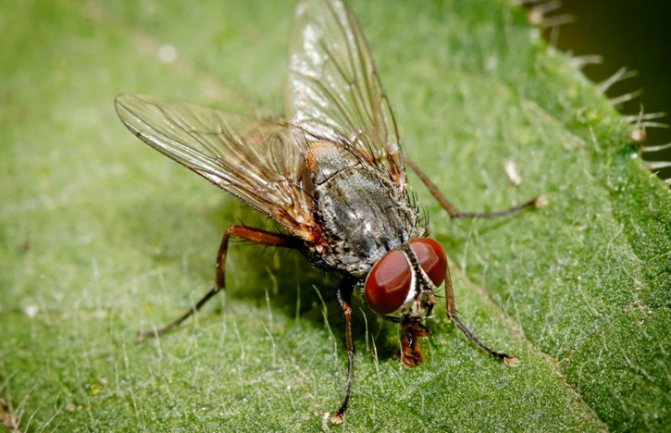 Интересни факти за мухите. Колко крака има мухата