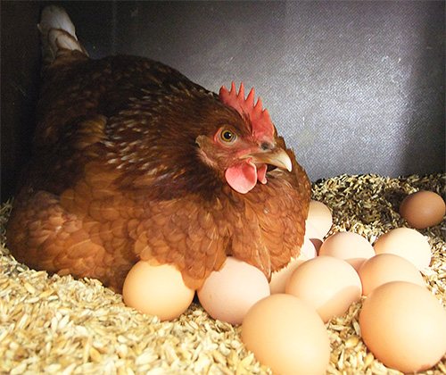 بسبب وجود الطفيليات ، قد تترك دجاجات الحضنة براثنهم.
